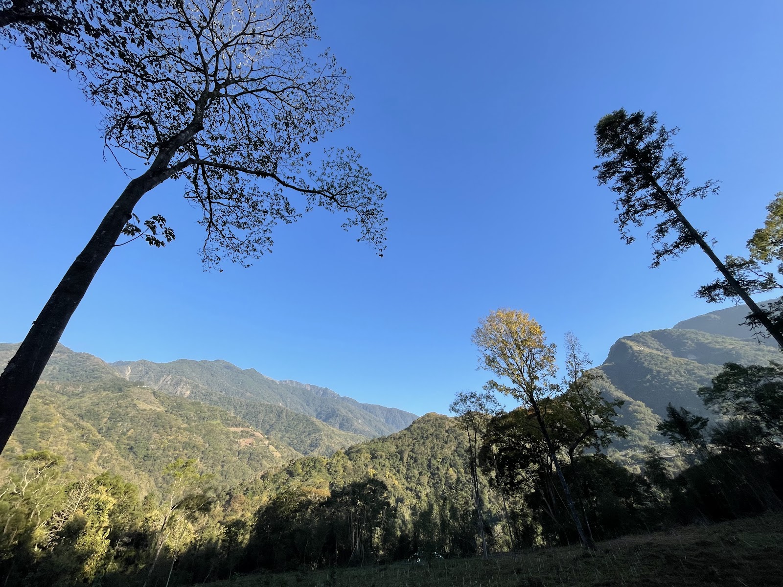 晴天山林景觀，湛藍天空下高聳樹木與連綿山脈，陽光灑落綠意盎然的山谷，自然生態環境優美，適合作為植樹活動或永續主題之背景視覺素材。